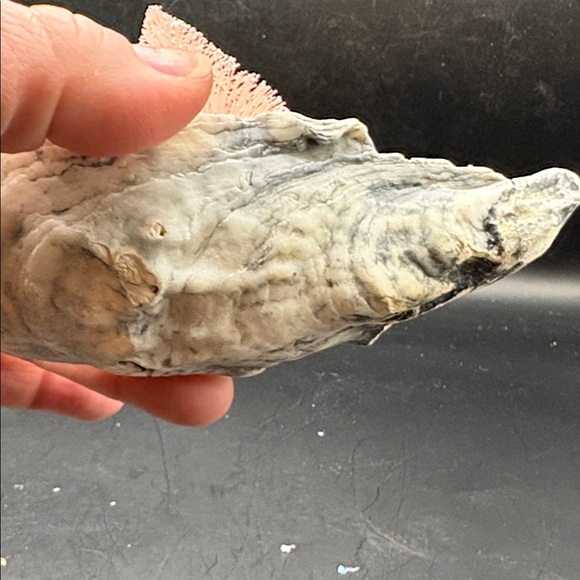 Pink Holiday Tree Shell Vignette - Picture 4 of 5